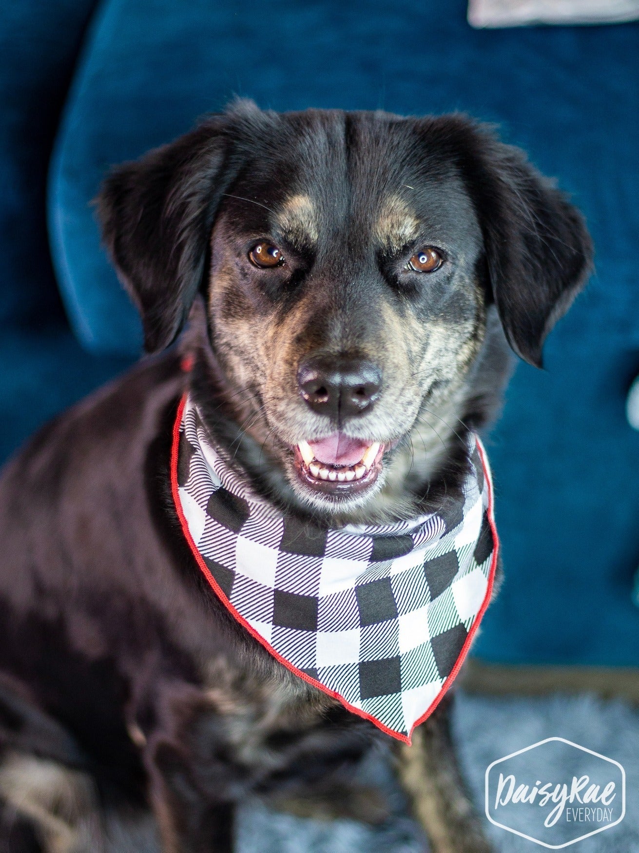 Gingham Me to Sleep Pet Bandana RED Dog Hats &amp; Headwear by Southern Grace | Fleurcouture